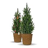 Bloomify® Zwergfichte 'Fridolin' mit Übertopf aus Seegras | 75-100 cm großer winterharter mini Weihnachtsbaum | echte Zuckerhutfichte für Drinnen und Draußen | Pflanze für Topf und Garten