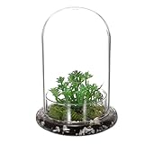 OGANAZI Mini Pflanzenterrarium Glas Sukkulenten Topf, Klare Glaskuppel mit 3 mm Luftloch, Deko Glasglocke mit Glasboden, Tischdeko Geschenk für Büro Arbeitszimmer Wohnzimmer (14,5x21 cm,Ohne Pflanzen)