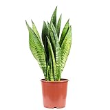 Bogenhanf - pflegeleichte Zimmerpflanze, Sansevieria zeylanica - Höhe ca. 45 cm, Topf-Ø 14 cm