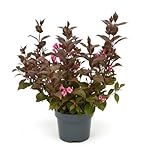 Weigela florida 'Victoria' 40–60 cm – Winterhart, Mehrjährig, Pflegeleicht – Rotlaubige Weigelie – Blütenstrauch für Garten & Beet