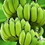 100 Stück grüne Bananenfruchtsamen
