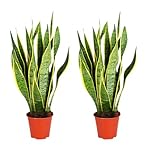 Bogenhanf | 2er-Set | Sansevieria laurentii | ca. 40-50 cm | ø 12-15 cm Topf | Pflegeleichte Zimmerpflanzen für Wohnung und Büro | Qualität vom Pflanzen Profi | Ideale Raumbegrünung