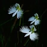 150 Pcs Habenaria Radiata Pflanze Samen - White Egret Orchid - Ausgefallene Geschenke, Bodendecker Winterhart Mehrjährig Orchideen Samen, Saatgut Blumenbeet, Exotische Pflanzen Winterhart