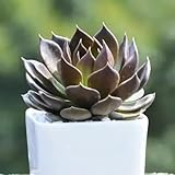 SukkulentenSamen,einfach zuPflanzengartenPflanzenwinterhart mehrjährig、PflanzensamenBlumengarten、fensterbank deko 150pcs