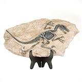 1st Heaven Dinosaurier-Skelett aus Harz – Deko-Fossil im Vintage-Stil, simuliertes Dino-Fossil für Zuhause & Büro, originelles Geschenk für Erwachsene (Stil A)