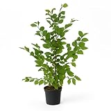 15st. Hainbuchen 80-120cm XXL Buschig im 3L Topf gemessen Heckenpflanzen Carpinus betulus Hecke Weißbuche Gartenhecke Hainbuche Heckenpflanzen