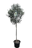Hochstämmiger Olivenbaum 160cm hoch, winterhart, A+ ware, olea europea
