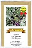 Grünkohl, Fiederkohl - Red Russian - zarter und süßer - Babykale - samenfeste Sorte - 250 Samen