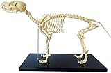 Hundeskelett Modell, Modell Tieranatomie Lehre