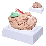 LVCHEN Menschliches Gehirn-Modell Anatomie – lebensgroßes anatomisches Gehirnmodell mit Arterien, abnehmbar, 8 Teile für Wissenschaft, Klassenzimmer