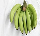 100 grüne Bananenfruchtsamen