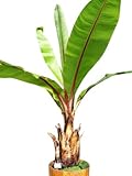 Schnee-Banane 5 Samen -ensete glaucum- **Frosthart und robust**