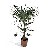 Chinesische Hanfpalme (Trachycarpus Fortunei) - Höhe: 120 cm - Baum von Botanicly