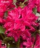 New 100 pcs Japanese Azalea Rhododendron Flower Seeds for Gardening deep Pink: Only Seeds