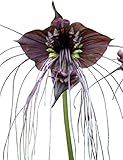 Schwarze Fledermausblume 'Black-Bat-Flower' - Tacca...