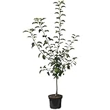 Cox Orange kleinbleibender Apfelbaum Obstbaum als Zwergbaum...