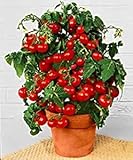 Prademir – Cocktailtomaten Samen/Bonsai-Tomaten Samen “Minibel” – Tomatensamen handverlesen aus Portugal – Tomatensaat mit hoher Keimrate für Fensterbank & Topf (50 Samen)