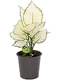 Grünpflanze - Kolbenfaden (Aglaonema White Joy) - Höhe: 30 cm - von Botanicly