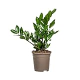 Glücksfeder - Zamioculcas Zamiifolia - Zimmerpflanze - Ø17cm - 40-50cm