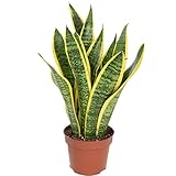 Bogenhanf - Sansevieria trifasciata Laurentii - Höhe ca. 35 cm, Topf-Ø 12 cm