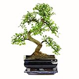 Bonsai Baum mit Keramik Blumentopf - Ligustrum, Ficus, Carmona, Podocarpus, Chinese elm - ca. 6-9 Jahre (20cm Schale ca. 8 Jahre, Chinese elm P20 S)