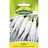 Quedlinburger Radies 'Eiszapfen', 1 Tüte Samen