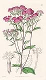 Stevia Trachelioides. Trachelium-Leaved Stevia. Tab. 3856 - Mexico Mexiko / Pflanze Planzen plant plants / flower flowers Blume Blumen / botanical Botanik botany / aus 'Curtis's Botanical Magazi ...