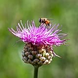 mariendistel samen pflanzen für garten pflanzen für draußen kräuter samen kübelpflanzen blumen für balkon bio samen outdoor pflanzen bodendecker winterhart mehrjährig pflanzen 250pcs