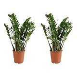 Bloomique - 2er Set - Zamioculcas Zamiifolia - Glücksfeder - Zimmerpflanzen Groß - Sehr Pflegeleicht - Luftreinigend - Höhe 80-90 cm - Topf 21 cm
