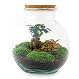 Flaschengarten • Teddy Bonsai • Ökosystem mit Pflanzen im Glas • ↑ 26,5 cm - DIY - Terrarium Komplett Set - Pflanzenterrarium - urbanjngl | Terrarium package