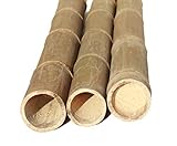 1 Stück Bambusstange Petung 300cm gelb-braun mit XXL Durchmesser von 13-16cm - Dickes Bambusrohr 3m lang behandelt mit Borsalz