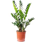 Glücksfeder - pflegeleichte Zimmerpflanze, Zamioculcas zamiifolia 9+ - Höhe 90 cm, Topf-Ø 21 cm