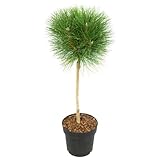 Plant in a Box - Pinus 'Sommerwind' - Zwergkiefer - Kugelförmig - Grüne Nadeln - Topf 24cm - Höhe 70-80cm