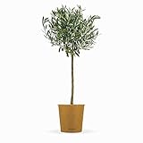 NEU: Bloomify® Olivenbaum 'Olivia' | 90 bis 120 cm großes, mehrjähriges Olivenbaum-Stämmchen | geschützt winterharte und pflegeleichte Oliven-Pflanze für Terasse oder Balkon | sehr ertragreich