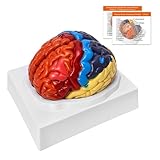 Gehirn Anatomisches Modell Anatomie, 2-Teile Farbkodiertes Menschliches Gehirn Regionales Modell, Anatomisch Genaues Gehirnmodell für Medizinisches Lernwerkzeug (2-Teile Gehirn Modell)