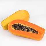 2000 Samen -Papaya- (Melonenbaum) Kältebeständig