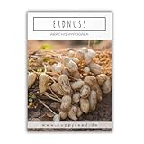 Erdnuss Samen (Arachis hypogeae) - Nährstoffreiches Erdnuss Saatgut ideal für die Anzucht im Garten, Balkon oder Terrasse