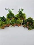 Kokoshöhle mit großer Mooskugel +Moos, Aquarium Höhle Bonsai Unterschlupf Brutstätte für Fische Aquarium Garnelenbäumchen, ca. 15x 10 cm bepflanzt mit echten Tropica Wasserpflanzen