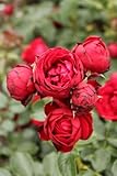 Rosa 'Till Eulenspiegel' STH90 - Kletterrose, Duftend, Robust, Blütenreich, Rosa Blüten, Gartenpflanze, Zierrose