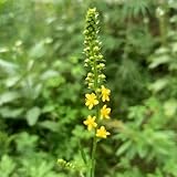 50 pcs Agrimonia eupatoria samen, kräuter balkon, garten geschenk heilkräuter samen, balkon beet kräutergarten balkon, bonsai samen pflanzen samen, balkon pflanzen balkonpflanzen,