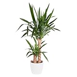 Yucca-Palme, Palmlilie, 2-stämmig, echte Zimmerpflanze, Topfgröße 17 cm, Höhe ca. 80 cm, Zimmerpflanzen für die Wohnung oder das Büro, luftreinigend, Pflanzenversand