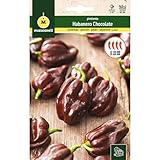 Mascarell Samen, Pfeffer, Samen, Gemüsegarten, Gemüsepfeffer, Schokoladenbraun, Kreieren Sie Ihren eigenen städtischen Gemüsegarten und Anbau zu Hause, Gartenbaupflanzen, 0,1 g
