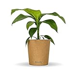 NEU: Bloomify® Bananenpflanze 'Bob' | 40 bis 60 cm großer winterharter Bananenbaum | pflegeleichte Banane Musa Basjoo für Balkon, Terasse oder Garten | Bananen-Früchte sind essbar