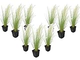 Plant in a Box - Stipa - 9er Set - 'Pony Tail' - Ziergräser Pflanze Federgras Winterhart Mehrjährig - Topf 9cm - Höhe 20-30cm