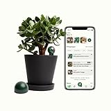 FYTA Beam Smarter Pflanzensensor + WiFi-Hub Misst Wasser, Temperatur, Licht, Düngebedarf - Feuchtigkeitsmessgerät, Bodenfeuchtesensor, Temperatursensor, Gießanzeiger Zimmerpflanzen - iOS Android App