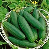 Seed germination: 100 – Seeds: Ashley Cucumber – Perfect for Salads – High yields and a delicious taste: Only Seeds