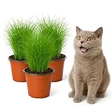 mgc24 Katzengras Cyperus zumula - Echtes Zyperngras im 12er Topf, fertig gewachsen ca. 20cm hoch - 3er Set