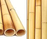 1x Bambusrohr 200cm Moso gelb Gebleicht mit dickem 8,8-10cm Durchmesser - 2m XL Bambusstangen als Baumaterial verwenden
