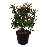 Weigelie, Weigela, Zierstrauch, Blütenfülle, Bienenweide, pflegeleicht, sommerblühend
