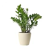 Glücksfeder, Zamioculcas, 70-80cm, Zimmerpflanze für Wohnung und Büro, Qualität vom Pflanzen Profi, Schneller Pflanzenversand, Ideale Raumbegrünung